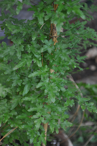 Lygodium scandens